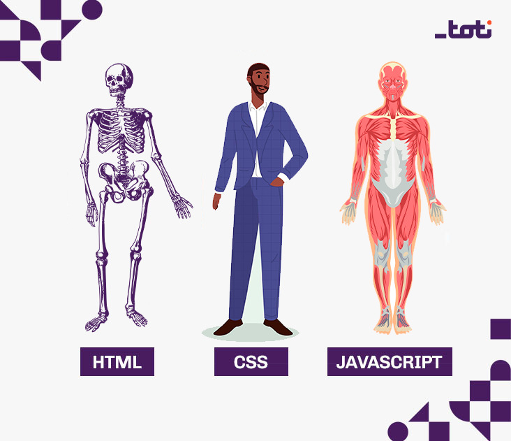 Imagem ilustrativa comparando HTML, CSS e JavaScript a um esqueleto, um homem bem vestido e um corpo humano anatômico, respectivamente, simbolizando a estrutura, estilo e funcionalidade no desenvolvimento web, com a logo da Toti no canto superior direito.